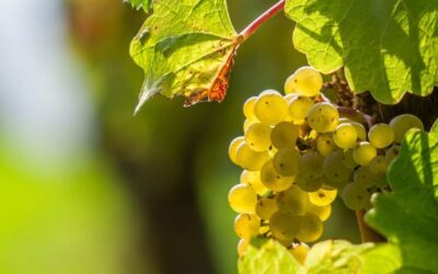 Les vins blancs du Médoc, une longue tradition !
